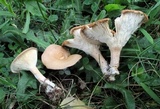 Clitocybe squamulosa image