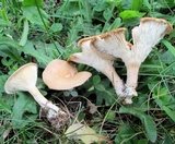 Clitocybe squamulosa image