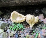 Tarzetta cupularis image
