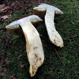 Boletus miniato-olivaceus image