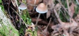 Mycena subcaerulea image