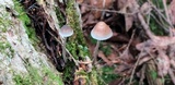 Mycena subcaerulea image