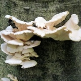 Pleurotus pulmonarius image