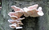 Pleurotus pulmonarius image