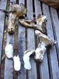 Russula densifolia image