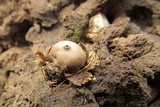 Broomeia congregata image