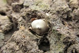 Broomeia congregata image