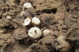 Broomeia congregata image