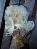 Russula densifolia image