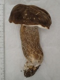 Boletus hiratsukae image