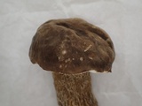 Boletus hiratsukae image