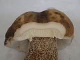 Boletus hiratsukae image