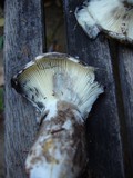 Russula densifolia image