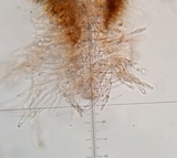 Boletus hiratsukae image