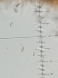 Boletus hiratsukae image