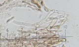 Boletus hiratsukae image