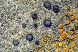 Sarcogyne regularis image