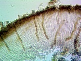 Sarcogyne regularis image