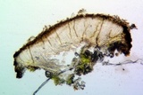 Sarcogyne regularis image