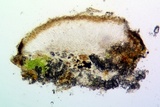 Sarcogyne regularis image