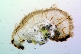 Sarcogyne regularis image