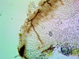 Sarcogyne regularis image