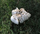 Chlorophyllum rachodes image