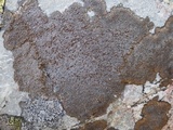 Protoparmelia badia image