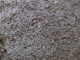 Protoparmelia badia image