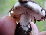 Hebeloma crustuliniforme image