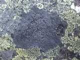 Miriquidica deusta image