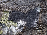 Miriquidica deusta image