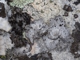 Lasallia hispanica image