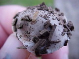 Hebeloma crustuliniforme image