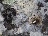 Lasallia hispanica image