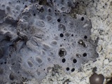 Lasallia hispanica image