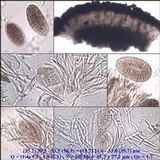 Lasallia hispanica image