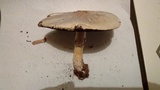 Agaricus silvicola image