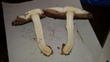 Agaricus silvicola image