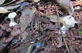 Amanita austrostraminea image