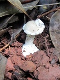 Amanita austrostraminea image