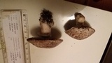 Agaricus bisporus image