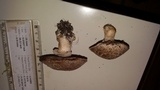 Agaricus bisporus image