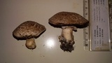 Agaricus bisporus image