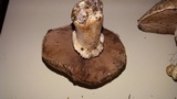 Agaricus bisporus image