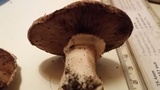 Agaricus bisporus image