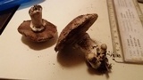 Agaricus bisporus image