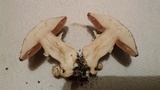 Agaricus bisporus image