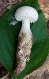 Amanita rhoadsii image