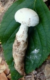 Amanita rhoadsii image